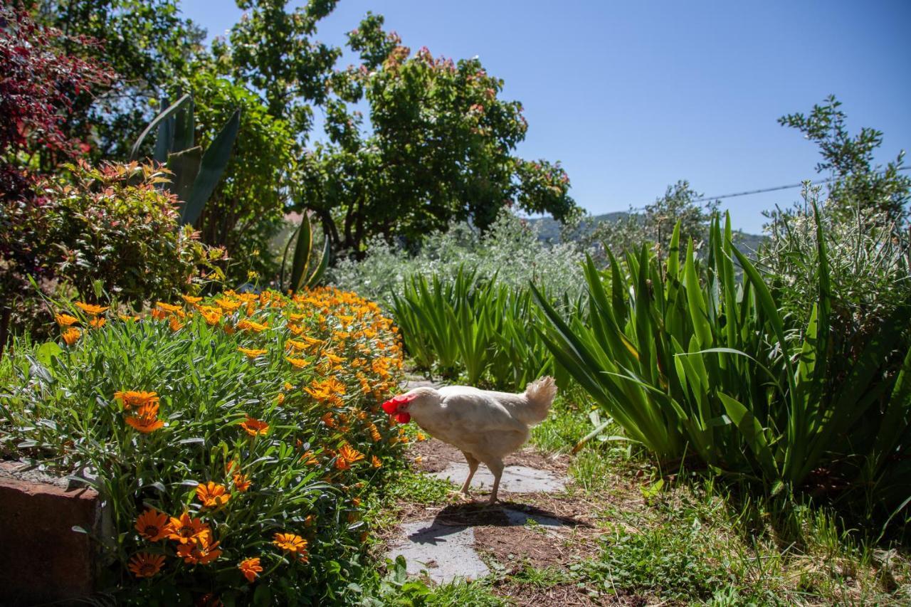 Pietrantica - Affittacamere Con Giardino Nuova Apertura A Trebiano -Citr Eksteriør billede